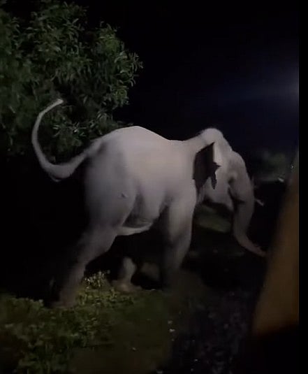 চট্টগ্রামের লোহাগাড়ার চুনতি অভয়ারণ্যে রেললাইনের ওপর একটি হাতি। গতকাল রাতে। রিতু পারভী নামের ফেসবুক আইডিতে শেয়ার করা ভিডিও থেকে ছবিটি নেওয়া।