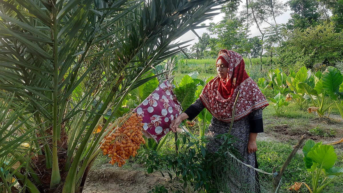 যশোরের কেশবপুর উপজেলার মঙ্গলকোট গ্রামে নিজের খেজুরের বাগান দেখাচ্ছেন নুসরাত জাহান