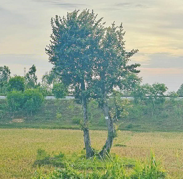 একসময়ের ঘন সুন্দরবন চকরিয়ায় এখন এই একটি মাত্র গাছ আছে
