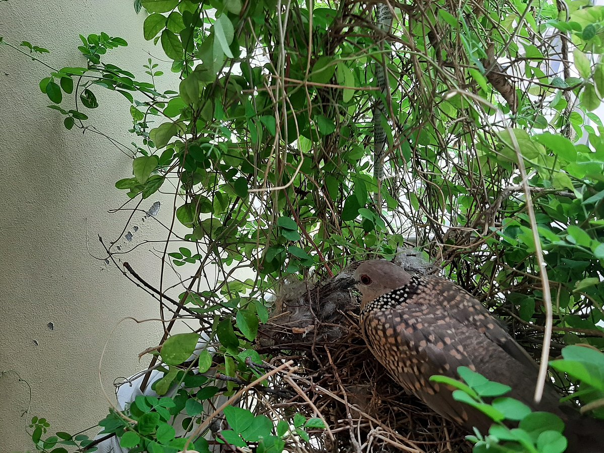 ঢাকা শহরের ফ্ল্যাট বাড়ির বারান্দায় নীলকন্ঠ ফুলের ঝোপে বাসা বেঁধেছে ঘুঘু। নিয়মিত ডিম ও বাচ্চা  দিচ্ছে