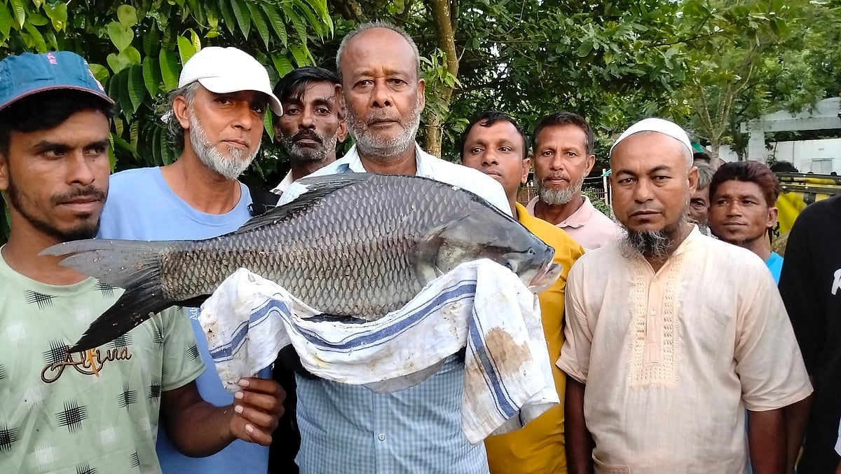 ৫ কেজি ৬৪০ গ্রাম ওজনের একটি কাতলা মাছ ধরেন কাজল দাস। গতকাল শুক্রবার