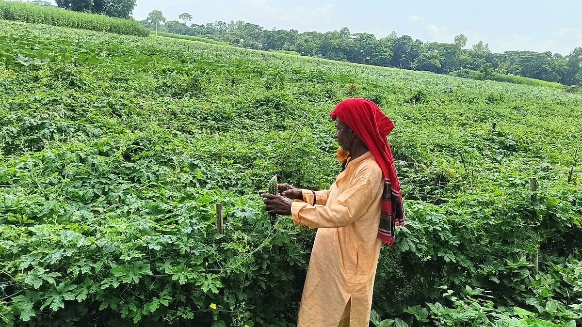 করলাখেতের পরিচর্যা করছেন এক কৃষক। চাঁদপুরের মতলব উত্তর উপজেলার বোরোচর এলাকায় গত বৃহস্পতিবার