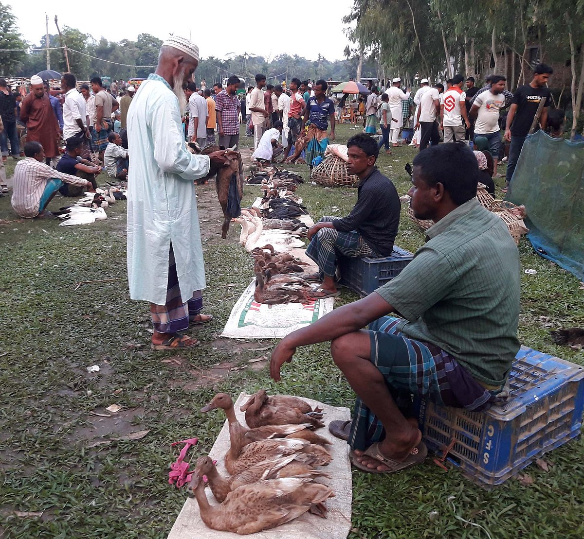 অনেক দেশি হাঁস ওঠে হাটে। মৌলভীবাজারের ভৈরব বাজারে
