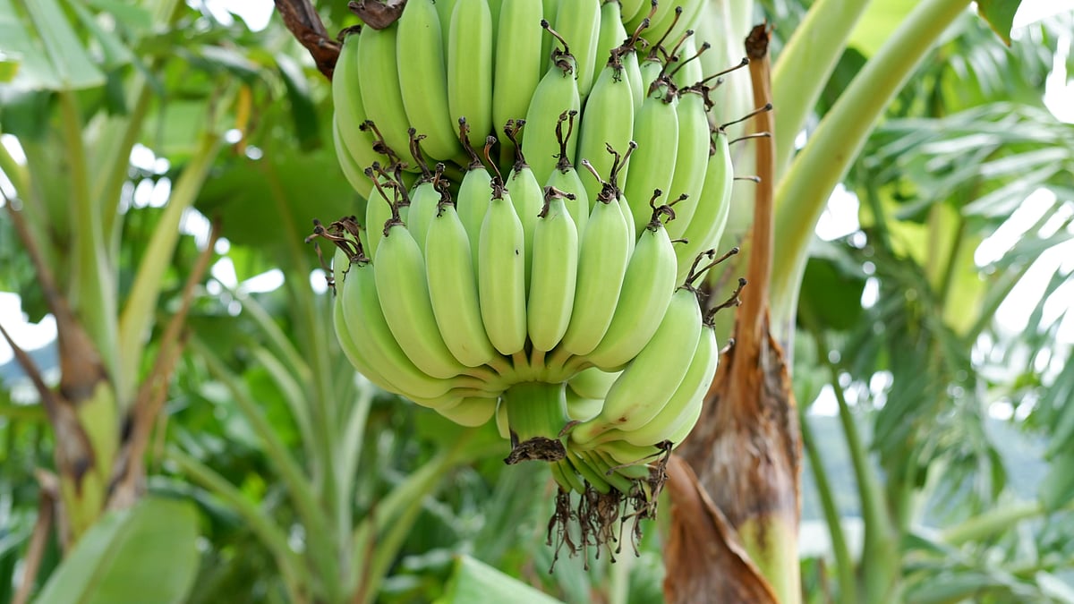 পাকা কলার মতো কাঁচকলায়ও রয়েছে অনেক উপকারিতা