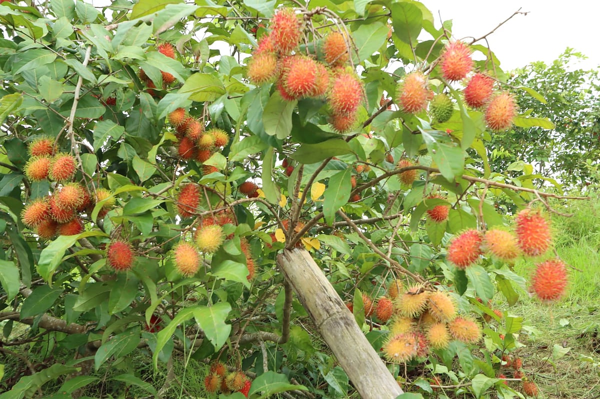 গাছে থোকায় থোকায় ঝুলছে বিদেশ ফল রাম্বুটান। সম্প্রতি রাঙামাটির সদর উপজেলার  বন্দুকভাঙা ইউনিয়নের মুবাছড়ি গ্রামে প্রবীণ চাকমার বাগানে