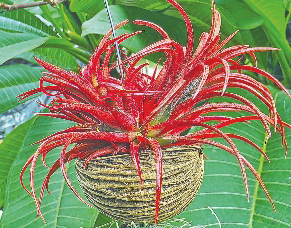 এয়ার প্ল্যান্টের গাছ। ঢাকার কলেজ গেটের একটি নার্সারিতে