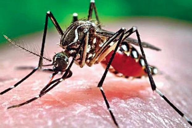 এডিস মশা