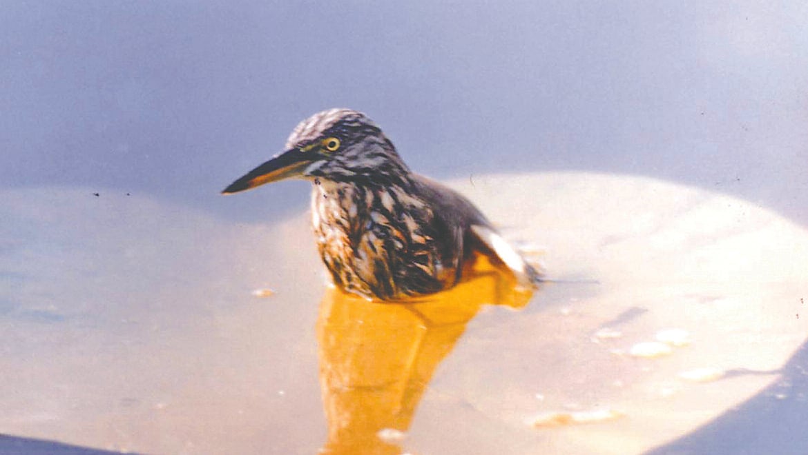 শ্রীমঙ্গলের হাইল হাওরে পদ্মপাতার ওপর দাঁড়ানো বড়শিতে গেঁথে যাওয়া কানিবক