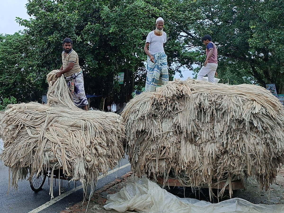 পাবনার সাঁথিয়া উপজেলার হাট-বাজারে উঠতে শুরু করেছে নতুন পাট। গতকাল করমজা চতুরহাট থেকে তোলা