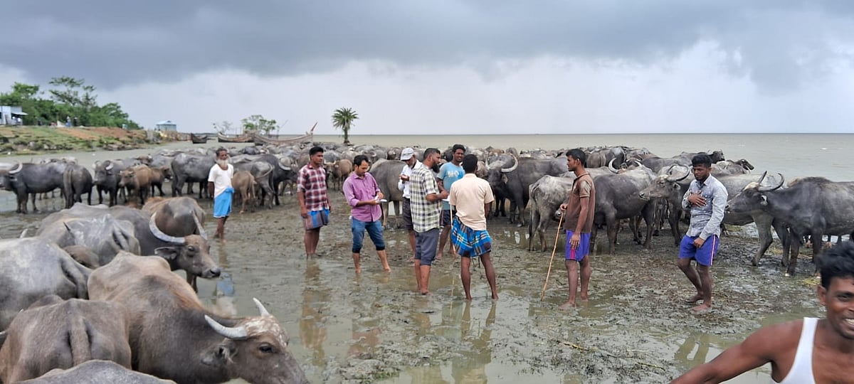 চট্টগ্রামের সন্দ্বীপের কালীচরের উপকূলে আনা মহিষের পালের মালিকানা নিয়ে তৈরি হয়েছে বিতর্ক। সম্প্রতি তোলা