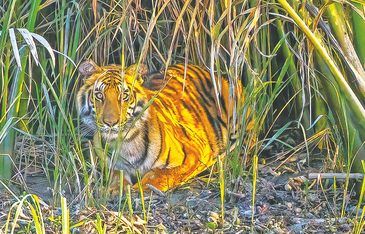 সুুন্দরবনের বাঘ