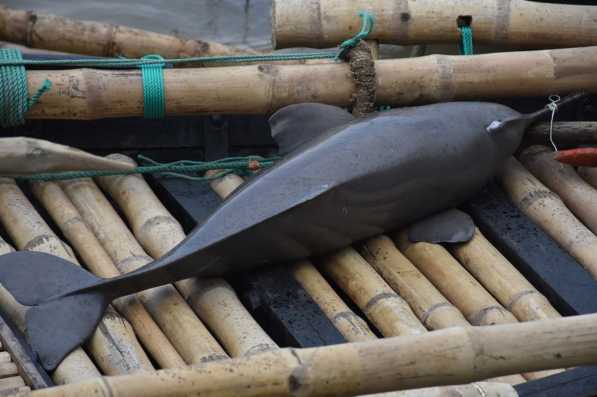 পদ্মা নদীতে গতকাল মঙ্গলবার বিকেলে প্রায় ৪০ কেজি ওজনের এই মহাবিপন্ন জলজ প্রাণী শুশুকটি ধরা পড়ে। মঙ্গলবার সন্ধ্যায় দৌলতদিয়া ঘাটের একটি আড়তে মাত্র ৭০০ টাকায় এটি বিক্রি হয়