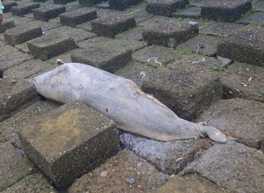 প্রায় ৯ ফুট দৈর্ঘ্যের ডলফিনটি ৩ থেকে ৪ দিন আগে মারা গেছে বলে ধারণা করা হচ্ছে