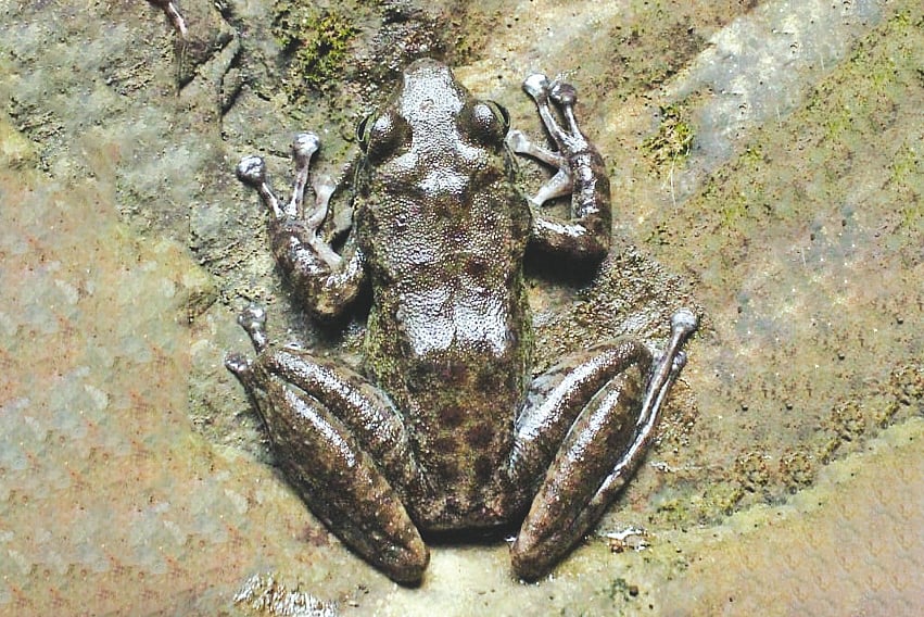 নতুন এই ব্যাঙের ইংরেজি নাম ‘ইন্দোবার্মান টরেন্ট ফ্রগ’। গত জুনে রাঙামাটি সদর উপজেলার মগবান ইউনিয়নের এগুজ্যাছড়ি ঝরনায়