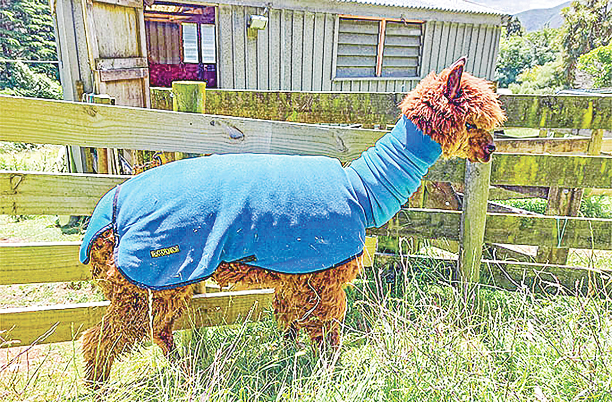 বিশ্বের সবচেয়ে বয়স্ক গৃহপালিত আলপাকা।