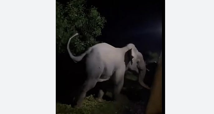 চট্টগ্রামের লোহাগাড়ার চুনতি অভয়ারণ্যে রেললাইনের ওপর একটি হাতি। ২২ জুলাই রাতে।