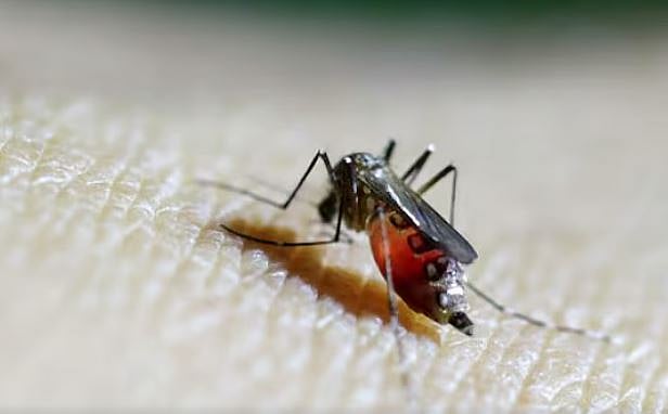 চিকুনগুনিয়া একটি ভাইরাসজনিত রোগ, যার প্রধান বাহক এডিস ইজিপ্টি ও এডিস অ্যালবোপিকটাস নামের মশা।