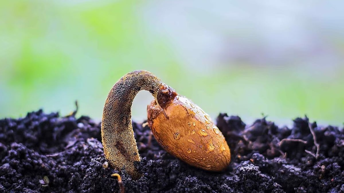 প্রায় দুই হাজারের বছরের পুরোনো প্রাচীন বীজ থেকে চারা গাছ জন্মাতে সক্ষম হয়েছেন বিজ্ঞানীরা