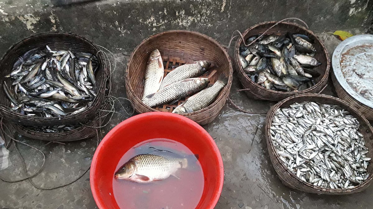 সাজিয়ে রাখা হয়েছে হাওরের তাজা মাছ। মৌলভীবাজার সদর উপজেলার কাউয়াদীঘি হাওরপারের করমউল্লাপুর কালভার্ট ঘাটে