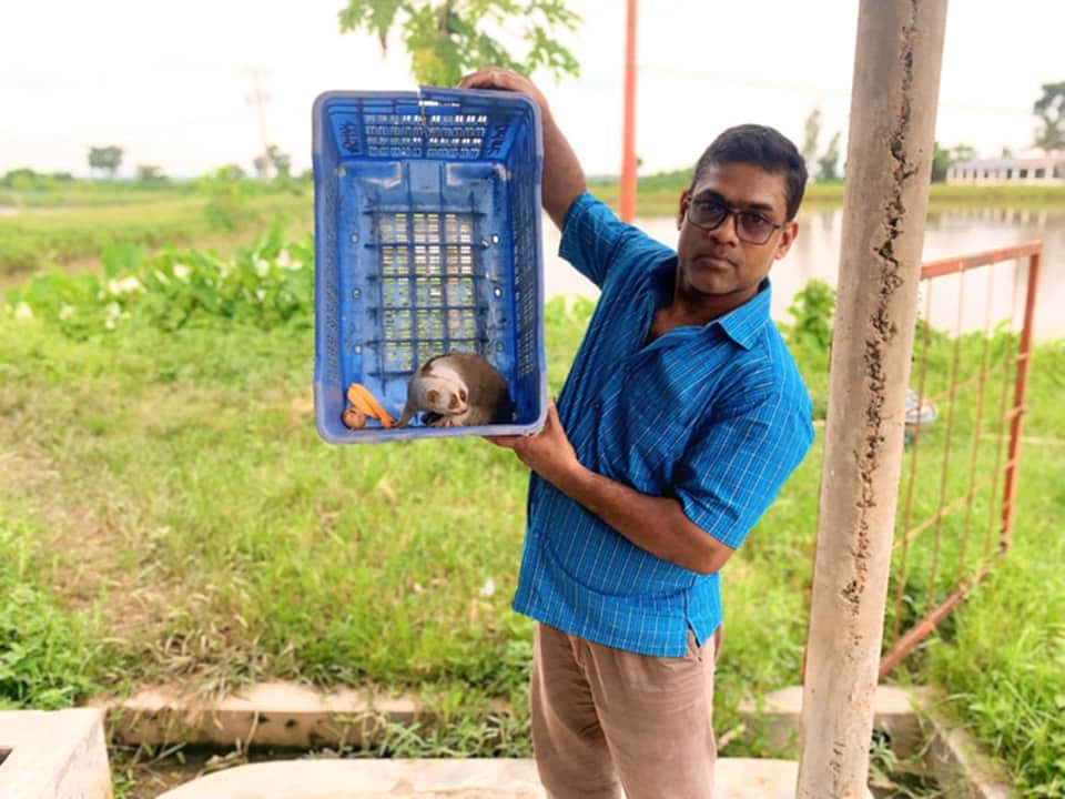 উদ্ধারকৃত লজ্জাবতী বানর। আজ দুপুরে মৌলভীবাজারের শ্রীমঙ্গল উপজেলার নোয়াগাঁও এলাকা