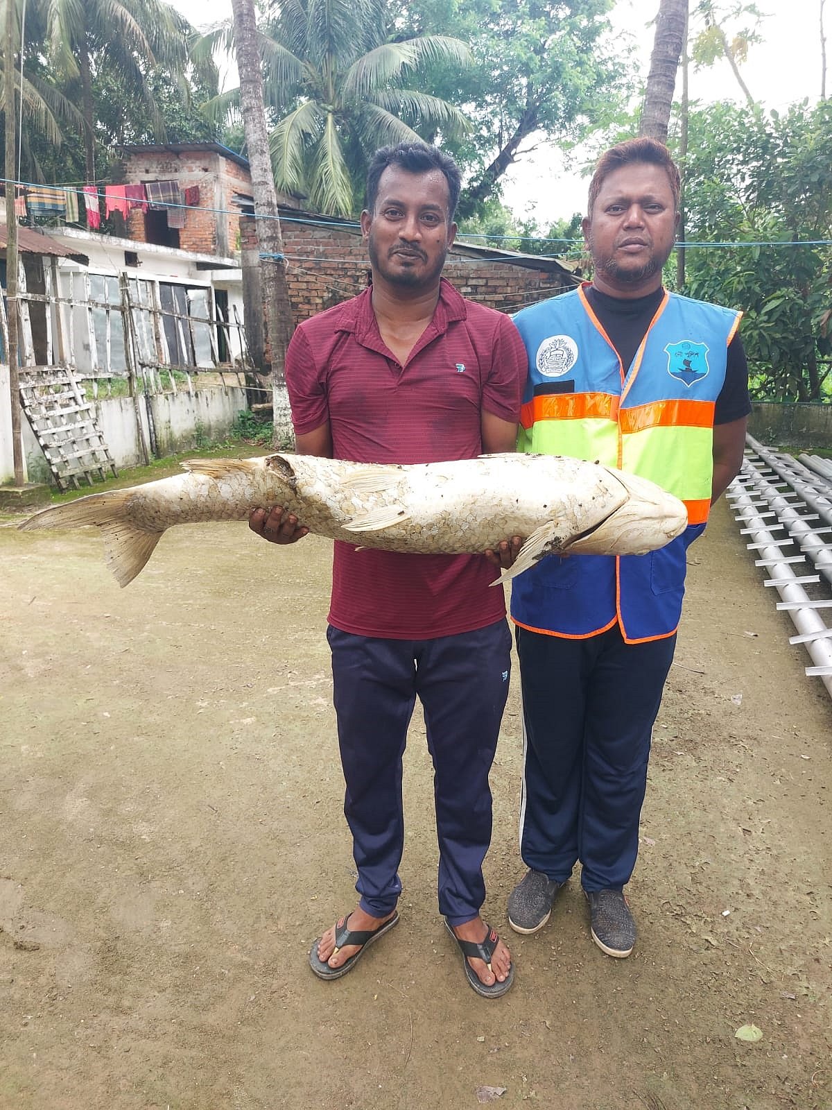 হালদায় জোয়ারে ভেসে আসা মৃত মা মৃগেল মাছ । আজ বেলা দেড়টায় চট্টগ্রামের হাটহাজারীর উত্তর মাদার্শা ইউনিয়নের রামদাস মুন্সিরহাট এলাকায়