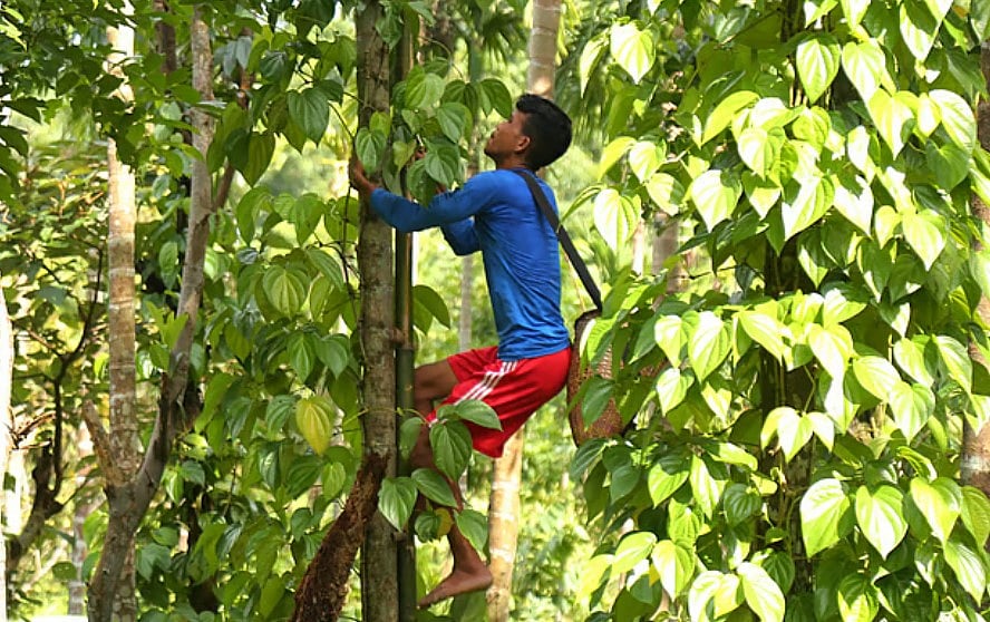 সিলেট অঞ্চলের বিভিন্ন পাহাড়ি এলাকায় খাসিয়াপুঞ্জি (গ্রাম) রয়েছে। খাসিয়া জনগোষ্ঠীর জীবিকার প্রধান উৎস হচ্ছে পান চাষ।