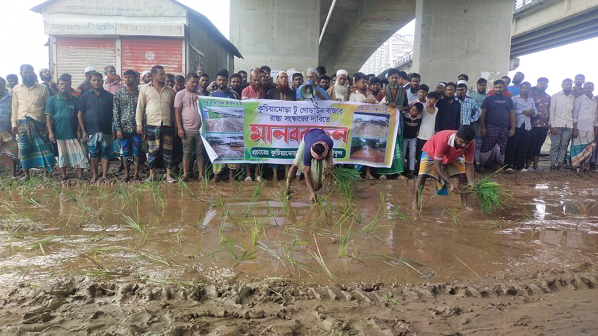 সড়কের কাদাজলে ধানের চারা রোপণ করছেন স্থানীয়রা। আজ সোমবার বেলা সাড়ে ১১টার দিকে মুন্সিগঞ্জের সিরাজদিখান উপজেলার কুচিয়ামোড়া এলাকায়
