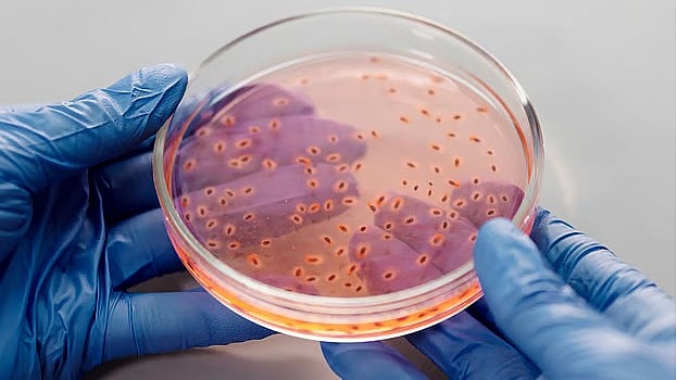 ব্যাকটেরিয়া