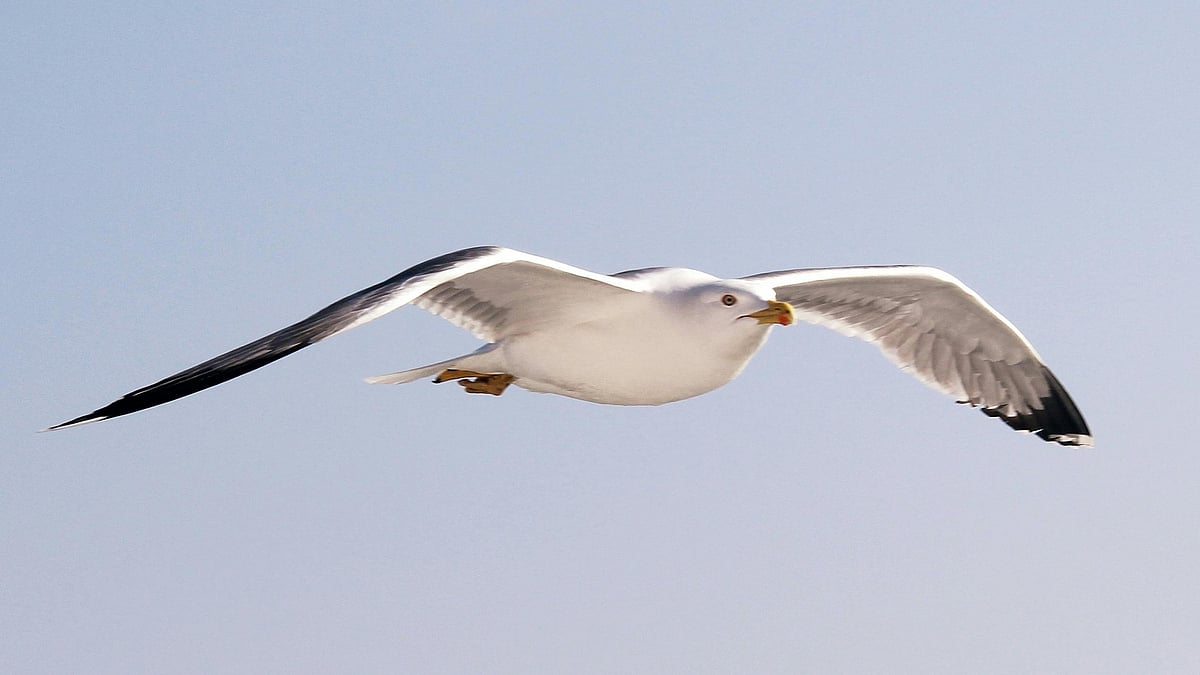 অ্যালবাট্রস পাখি