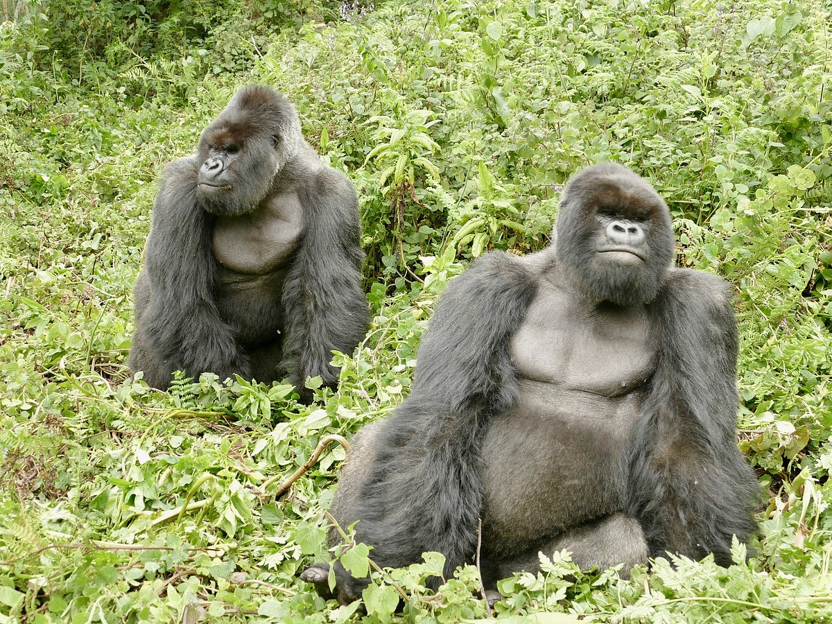 দুটি নারী গরিলা অনেক বছর আলাদা থাকার পরও একে অন্যকে খুঁজে বেড়ায়