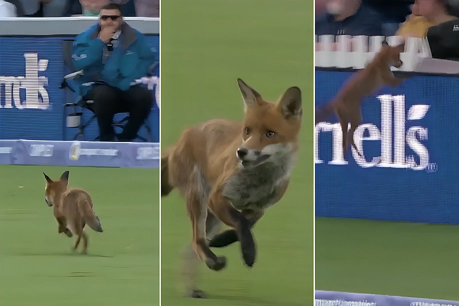 লর্ডসে কাল মাঠে ঢুকে যায় শিয়াল