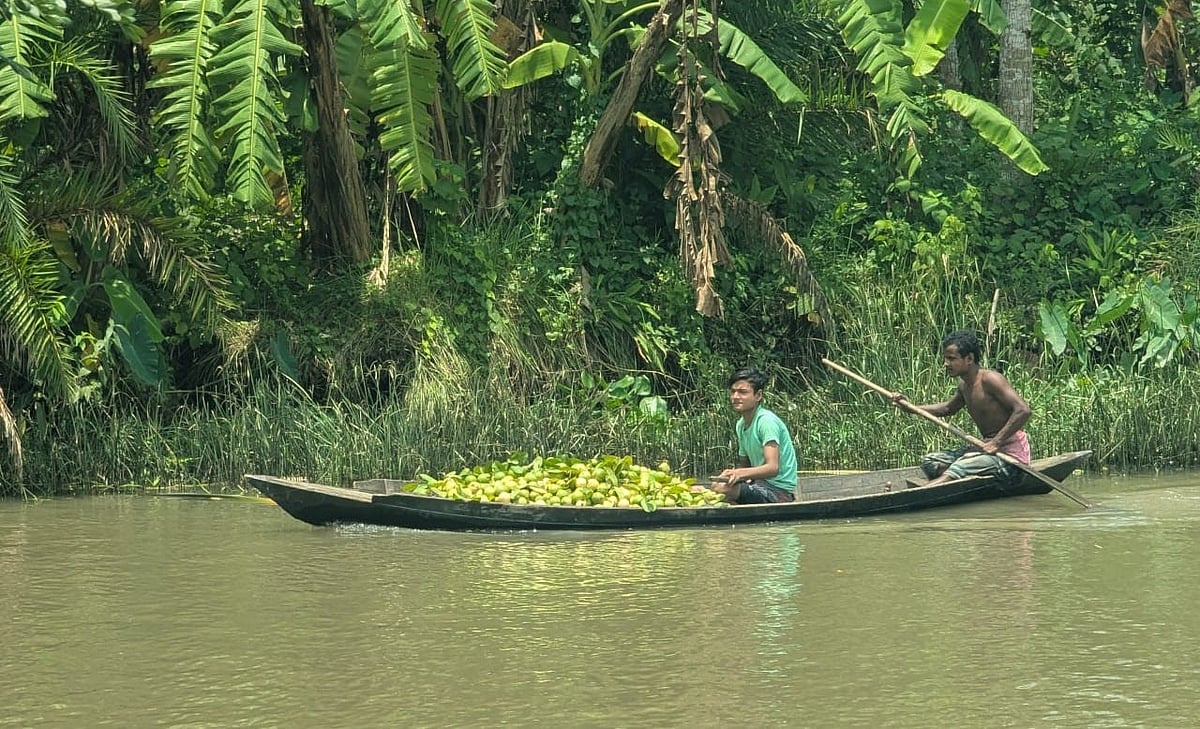 খালপাড়ের বাগান থেকে পেয়ারা সংগ্রহ করে বিক্রির জন্য ছুটছেন চাষিরা। গত মঙ্গলবার কুড়িয়ানা–ভীমরুলী খালে