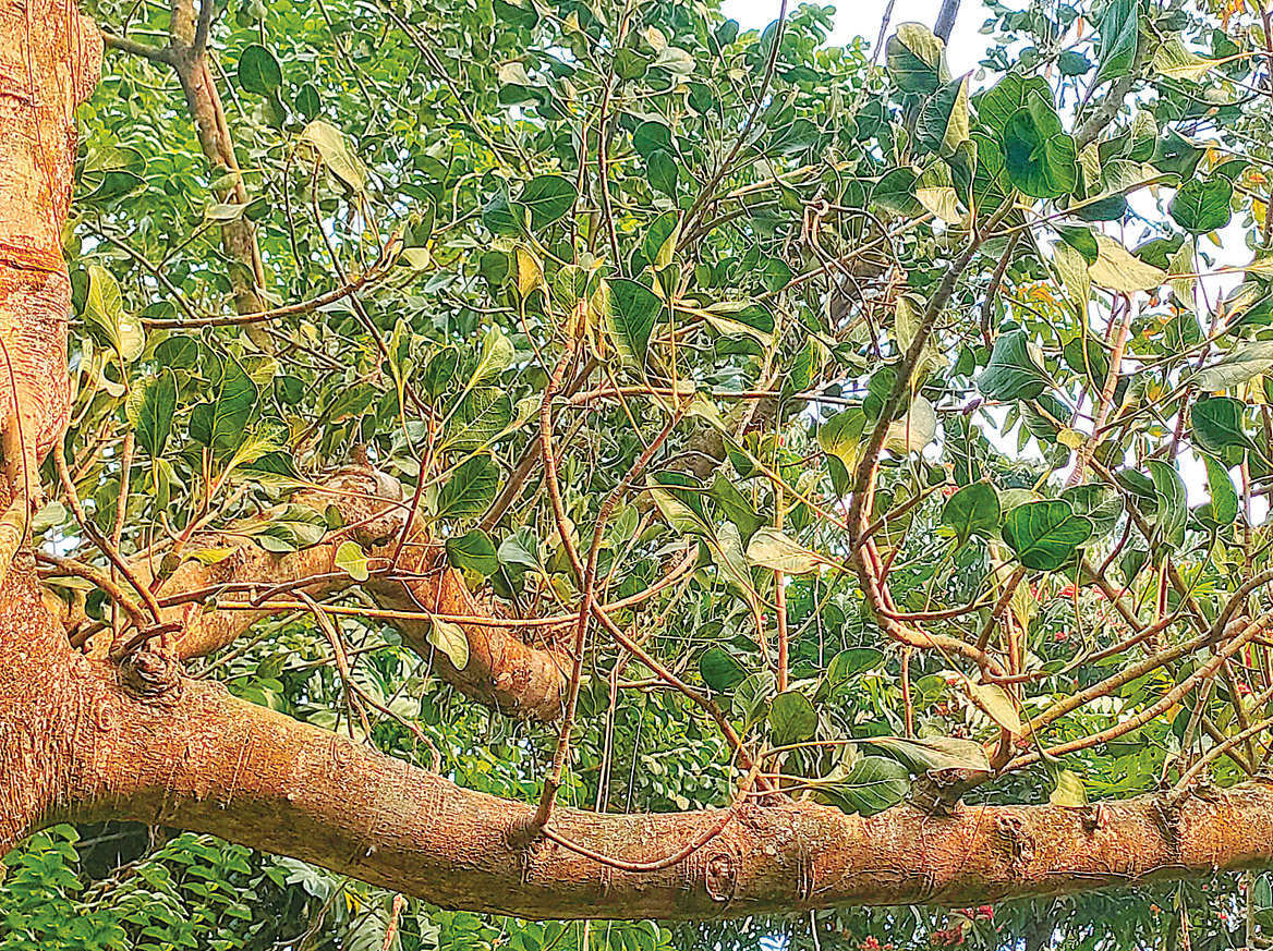 জাতীয় উদ্ভিদ উদ্যানে কৃষ্ণবটগাছ। সম্প্রতি তোলা