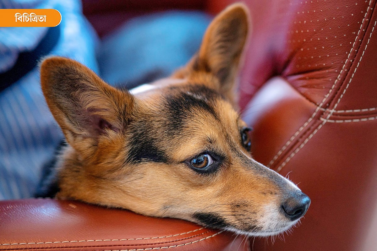 প্রতীকী ছবি