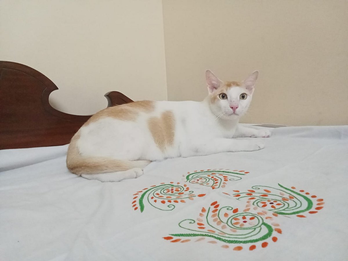 বিড়ালটির নাম কেওকারাডং