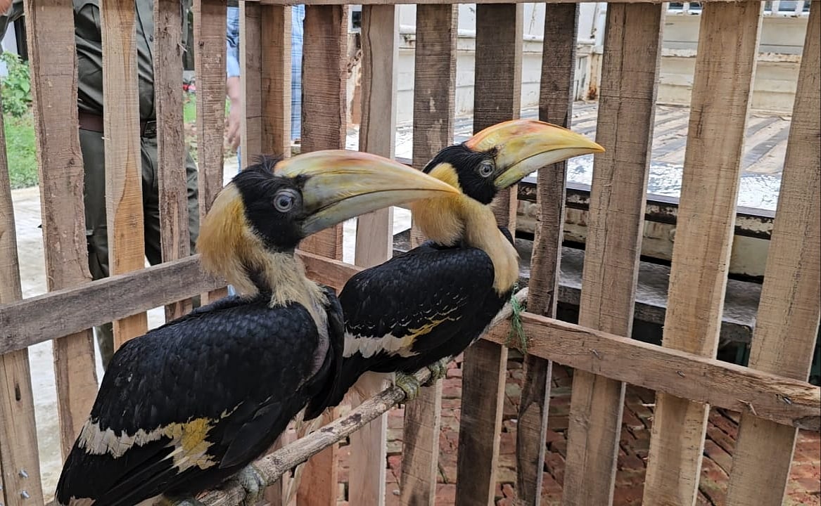 উদ্ধার হওয়া দুই রাজধনেশ