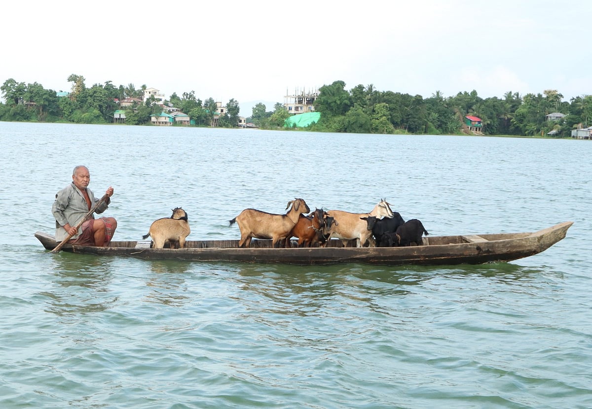 পানিতে তলিয়ে গেছে আশপাশের চারণভূমি। তাই নৌকায় করে ছাগলকে দূরের এলাকায় চরাতে নিয়ে যাচ্ছেন এক বৃদ্ধ। রাঙামাটির ভালেদী আদাম এলাকায়