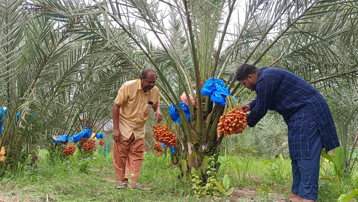 ময়মনসিংহের ভালুকায় নিজের বাগানে খেজুরগাছের পরিচর্যা করছেন চাষি আবদুল মোতালেব ও তাঁর ছেলে। সম্প্রতি উপজেলার হবিরবাড়ি ইউনিয়নের পাড়াগাঁও গ্রামে