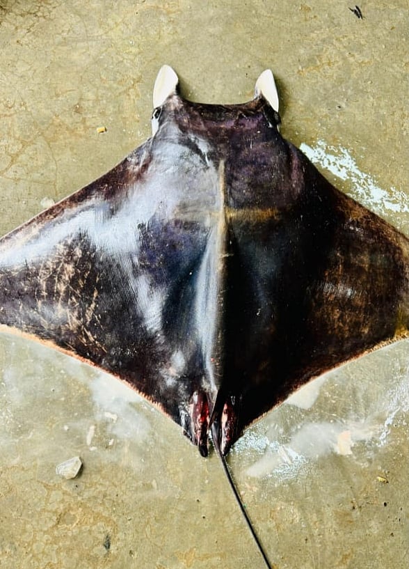 বিরল বাদুড় মাছটির ওজন ২০ কেজি