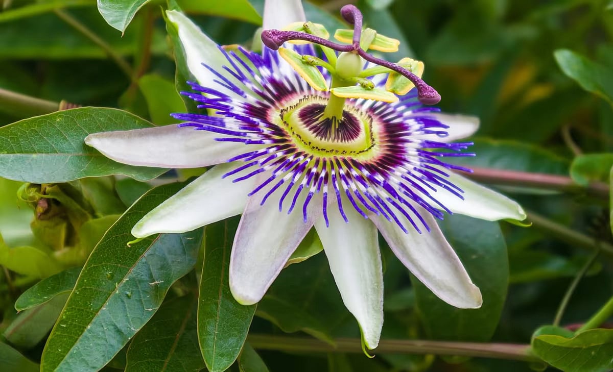 মৌমাছির অনুপস্থিতি যেকোনো ফুলের মৌসুমকে পরিবর্তন করে দিতে পারে