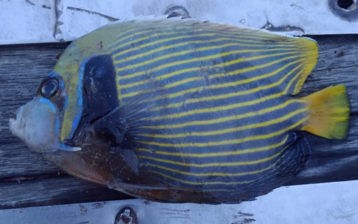 পটুয়াখালীর কুয়াকাটা–সংলগ্ন বঙ্গোপসাগরে এক জেলের জালে অ্যাঞ্জেল ফিশটি ধরা পড়েছে