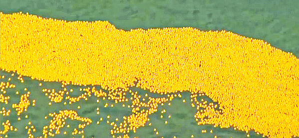 সাঁতার প্রতিযোগিতায় হাজার হাজার রাবারের হাঁস