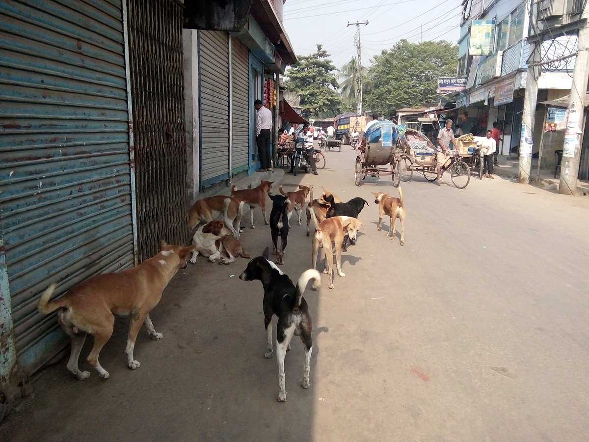 নীলফামারীর সৈয়দপুর শহরে বেওয়ারিশ কুকুরের উপদ্রব বেড়েই চলেছে। সম্প্রতি তোলা