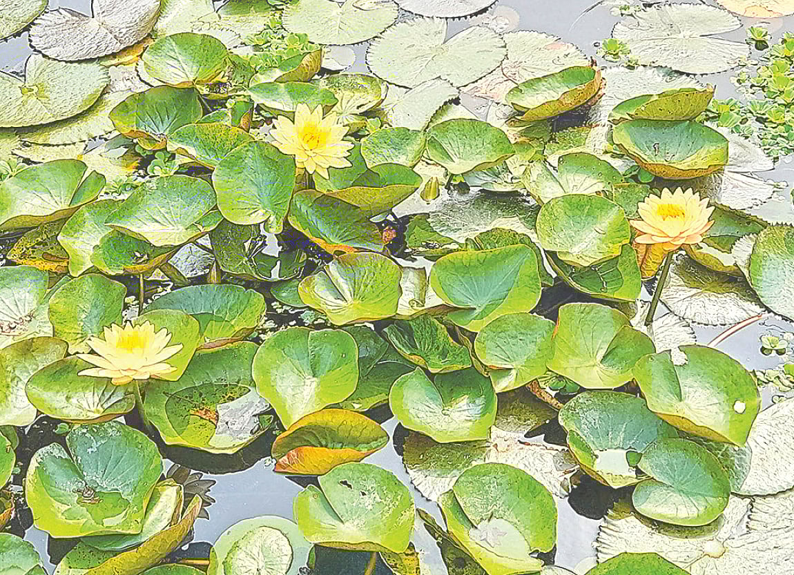 জামালপুরের কাপাসহাটিয়া গ্রামে মুক্তিসংগ্রাম জাদুঘর প্রাঙ্গণে হলুদ শাপলা