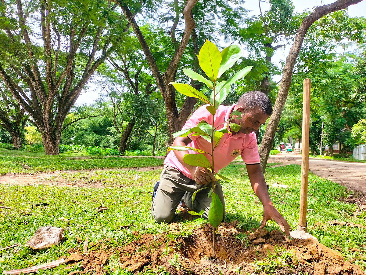 রাস্তার পাশে গাছ লাগাচ্ছেন বিষ্ণু হাজরা। সম্প্রতি মৌলভীবাজারের শ্রীমঙ্গল উপজেলার ভাড়াউড়া চা বাগানে