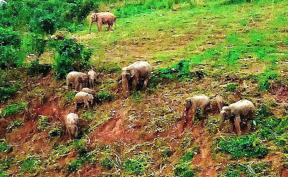 জামালপুরে লোকালয়ে ঢুকে পড়ে বন্য হাতির পাল। আজ মঙ্গলবার ভোরে জামালপুরের বকশীগঞ্জ উপজেলার সীমান্তবর্তী ধানুয়া কামালপুর ইউনিয়নের বালুরচর গ্রামে