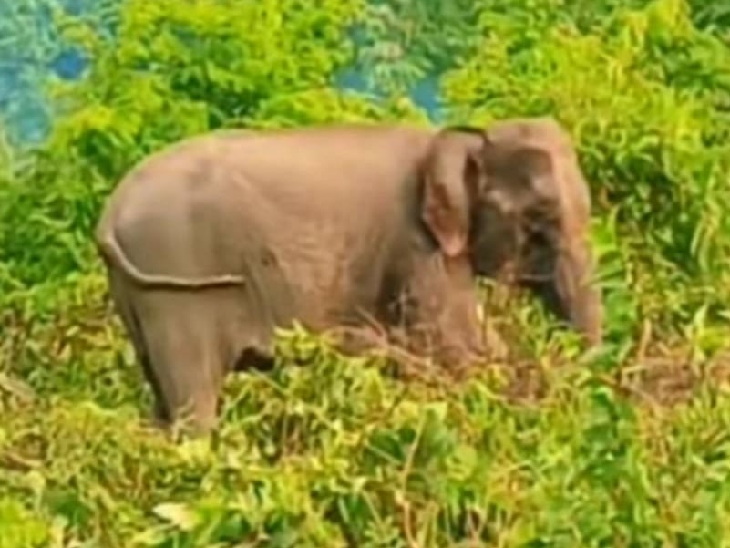 মাইন বিস্ফোরণে আহত হাতি। গতকাল নাইক্ষ্যংছড়ির চাকঢালা এলাকা থেকে তোলা