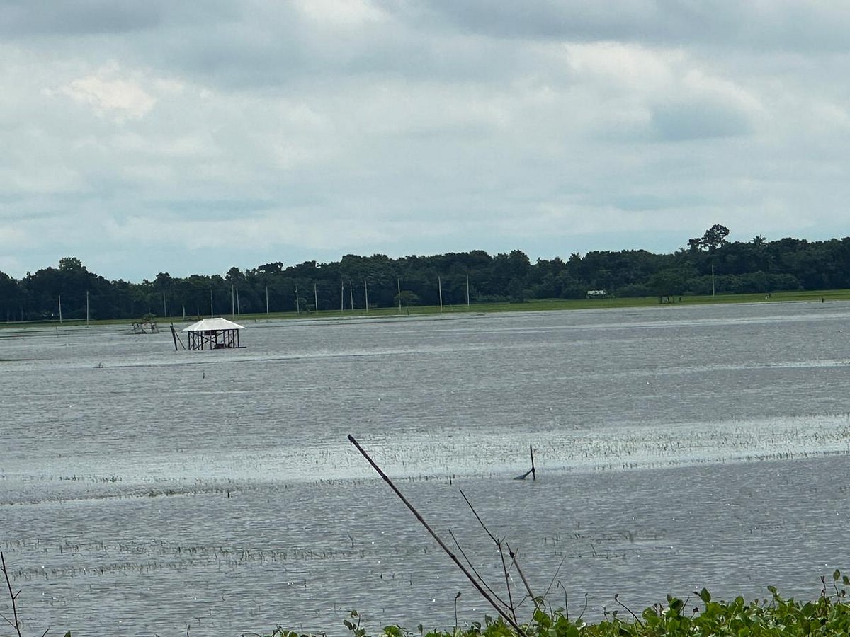 যশোরের বাঘারপাড়া উপজেলার জলাবদ্ধ খয়রা-নাওঘাটা বিল। জলাবদ্ধতার কারণে এবার বিলের বেশির ভাগ অংশে আমন ধান চাষ হচ্ছে না। সম্প্রতি তোলা