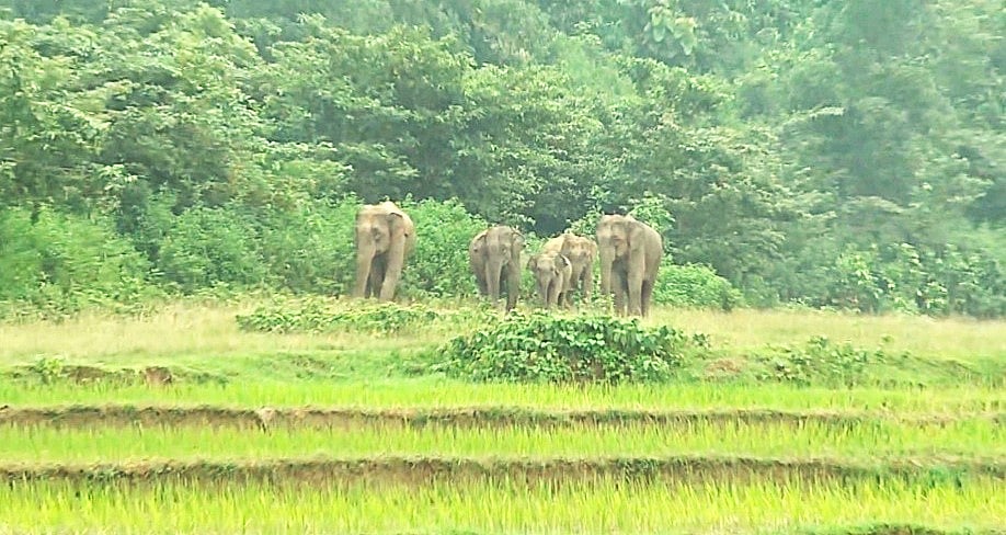 জামালপুরের বকশীগঞ্জ উপজেলার সীমান্তবর্তী এলাকায় হাতির পাল প্রায় দিন লোকালয়ে ঢুকে ফসলের ক্ষতি করছে। গতকাল বুধবার বিকেলে উপজেলার সাতানীপাড়া এলাকায়