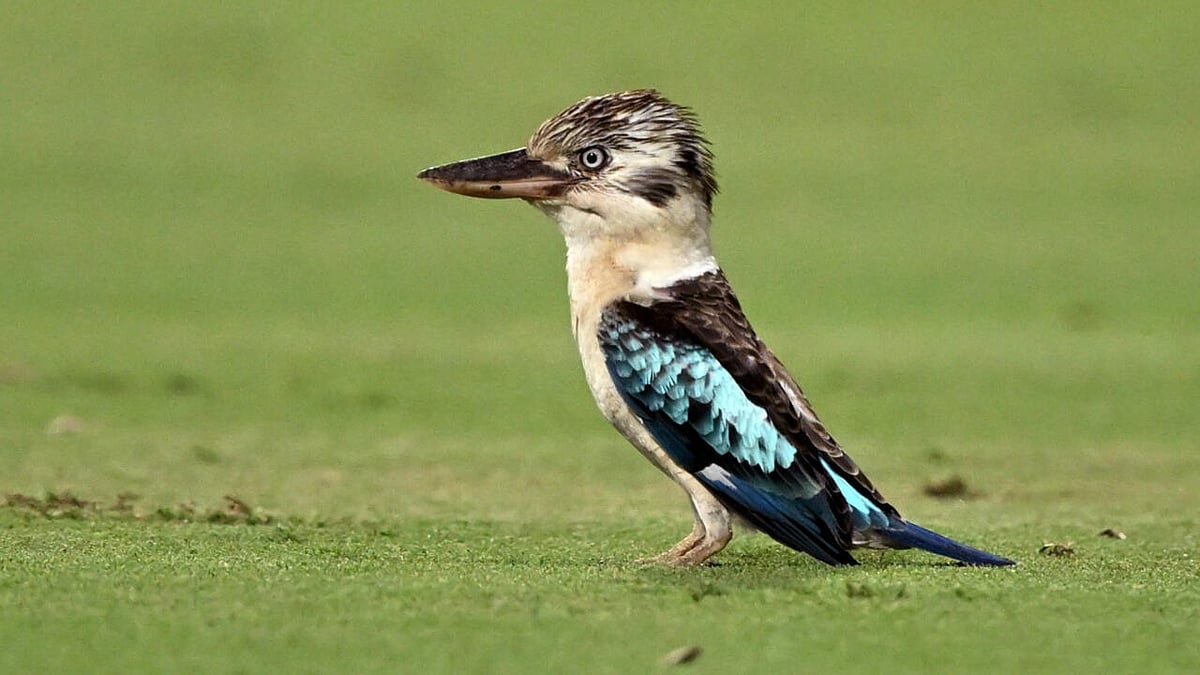 অস্ট্রেলিয়ার বন্য পাখি কুকাবারা। এ পাখির মধ্যেও লিঙ্গ পরিবর্তনের প্রমাণ পেয়েছেন বিজ্ঞানীরা